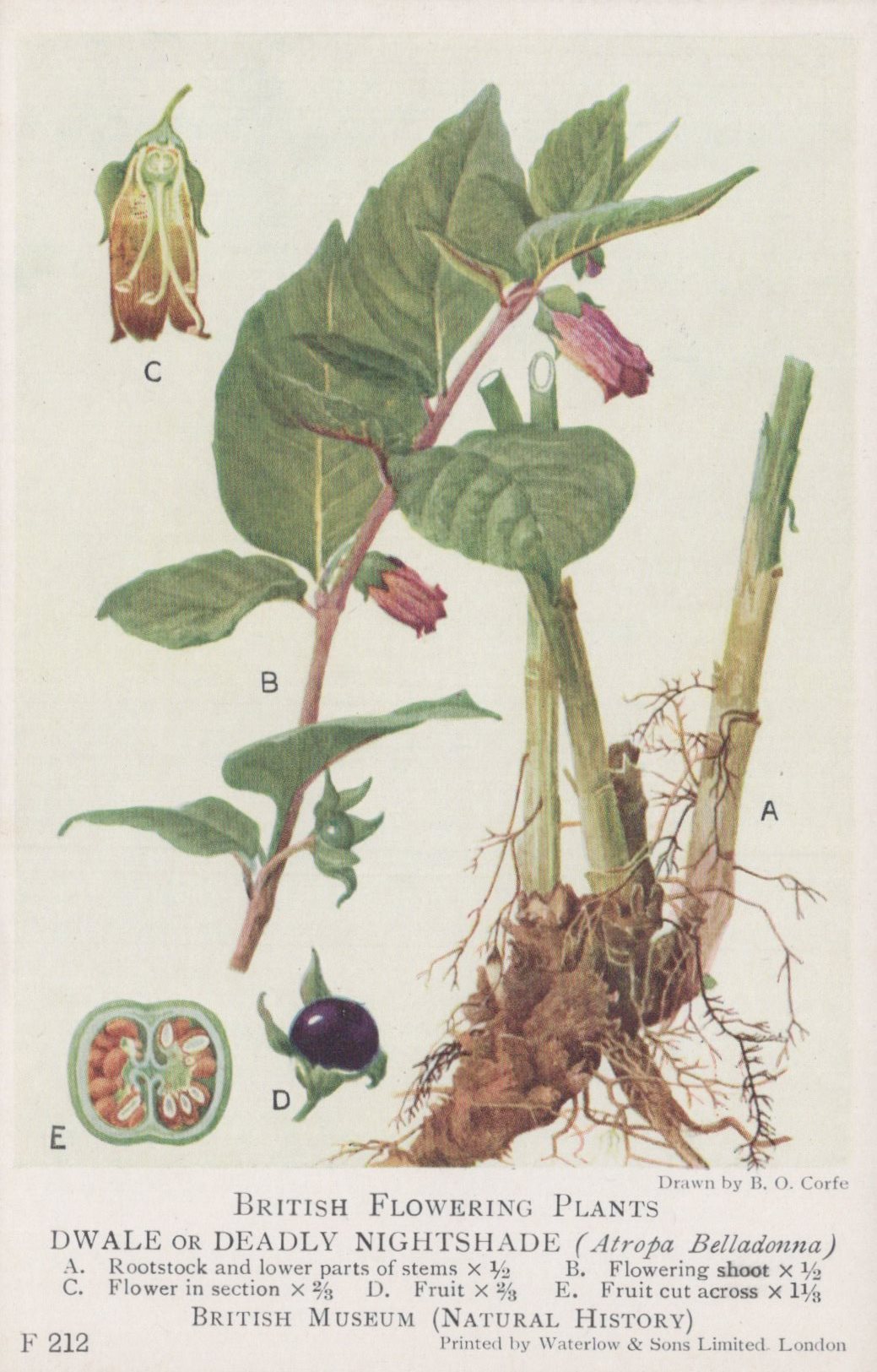 Illustration of a nightshade plant with labeled parts on a beige background