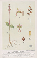 Load image into Gallery viewer, Illustration of British orchids, specifically the Little Twayblade, with labeled parts on a light background.
