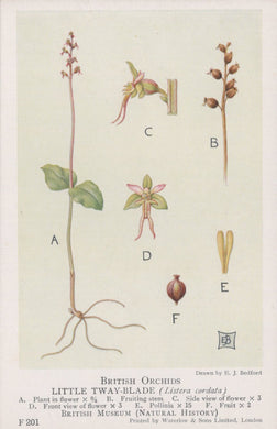 Illustration of British orchids, specifically the Little Twayblade, with labeled parts on a light background.