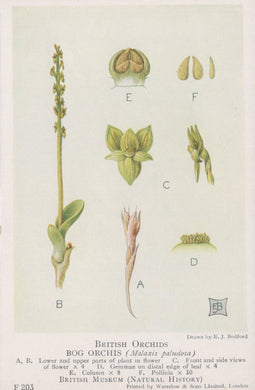 Illustration of bog orchis with labeled parts on a white background