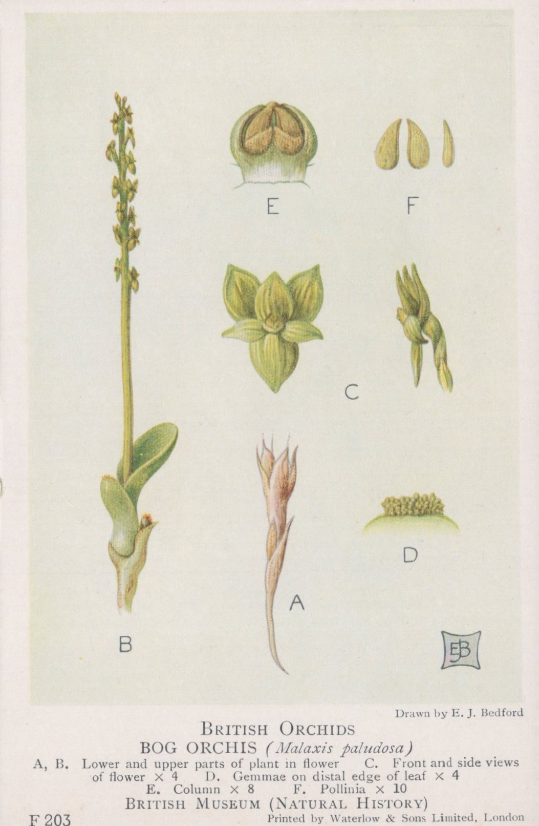 Illustration of bog orchis with labeled parts on a white background