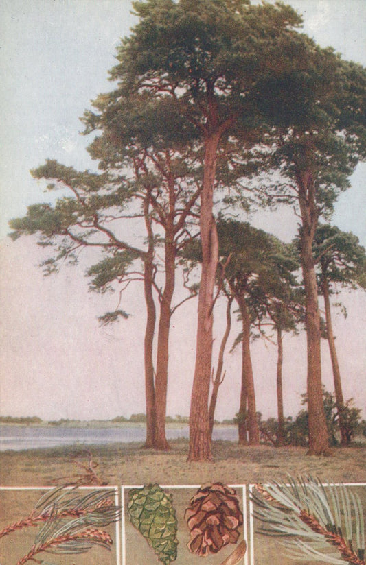 Illustration of trees with close-up details of leaves and cones at the bottom.