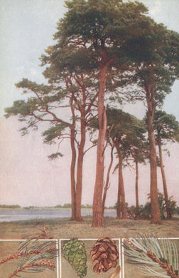 Illustration of trees with close-up details of leaves and cones at the bottom.