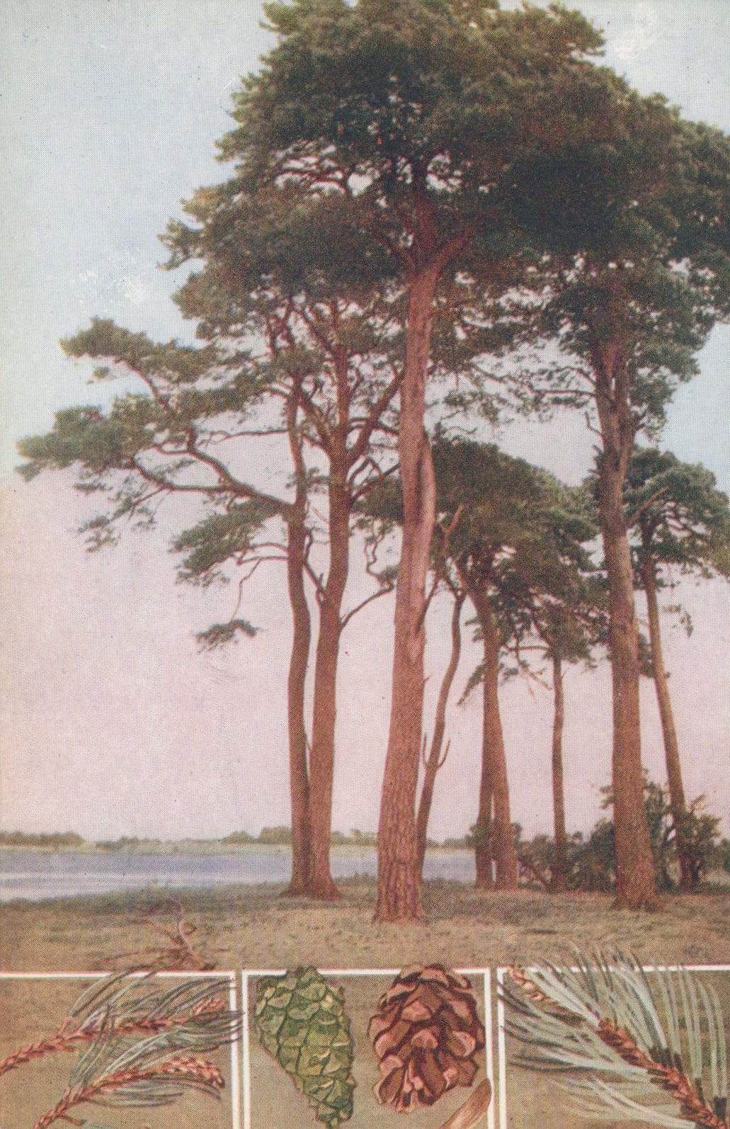 Illustration of trees with close-up details of leaves and cones at the bottom.