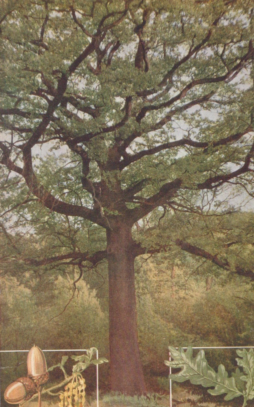 Large tree with a thick trunk and sprawling branches in a forest setting.