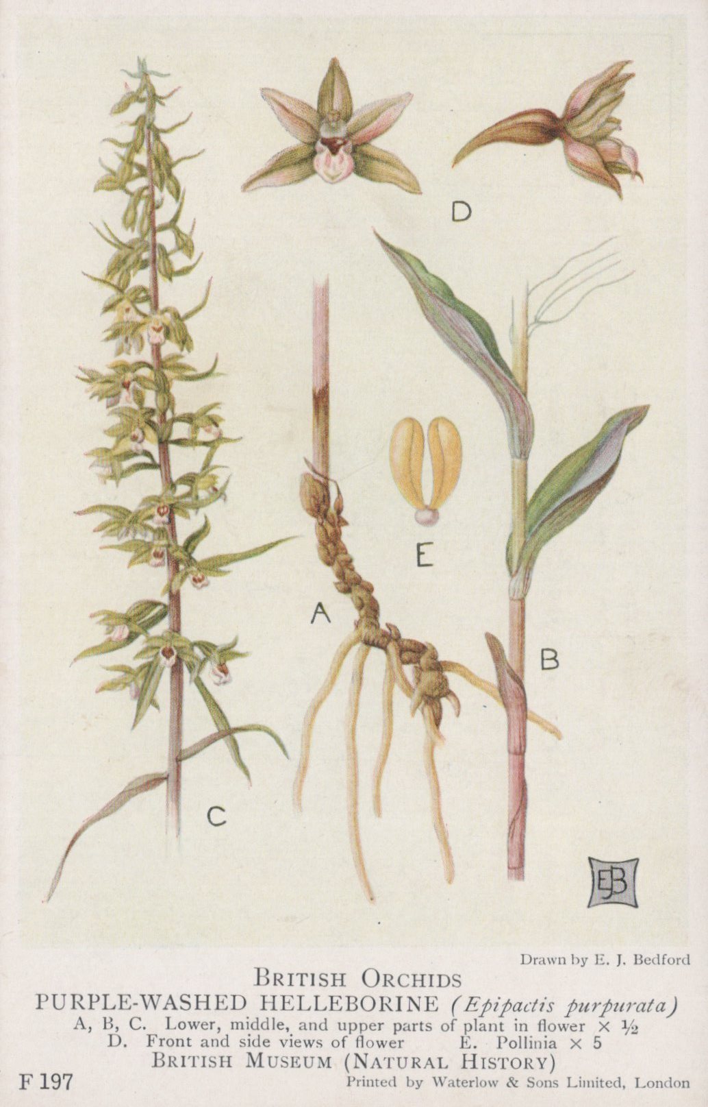 Illustration of British Orchids with labeled parts on a white background