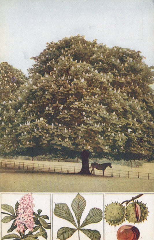 Nature Postcard - Trees, The Horse-Chestnut  SW20729