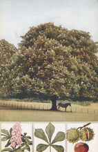 Load image into Gallery viewer, Nature Postcard - Trees, The Horse-Chestnut  SW20729
