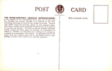 Load image into Gallery viewer, Nature Postcard - Trees, The Horse-Chestnut  SW20729
