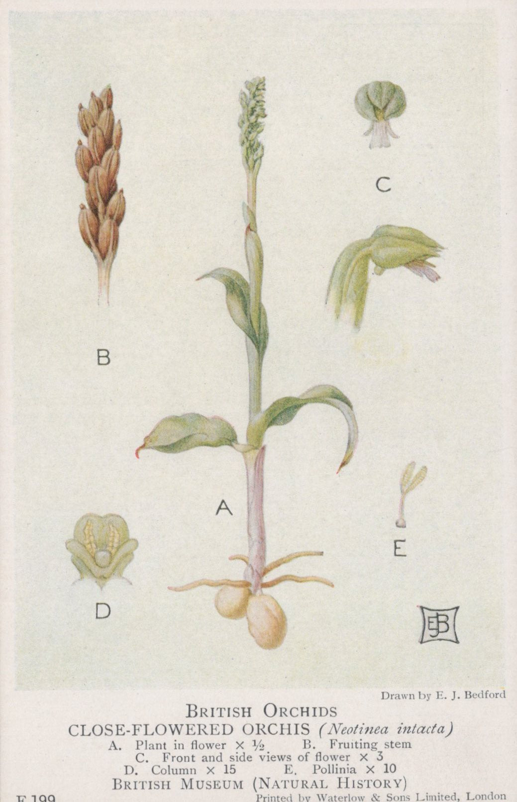 Illustration of a close-flowered orchis with labeled parts on a white background