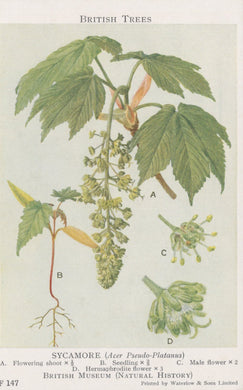 British Museum Postcard - British Trees, Sycamore Tree SW20731