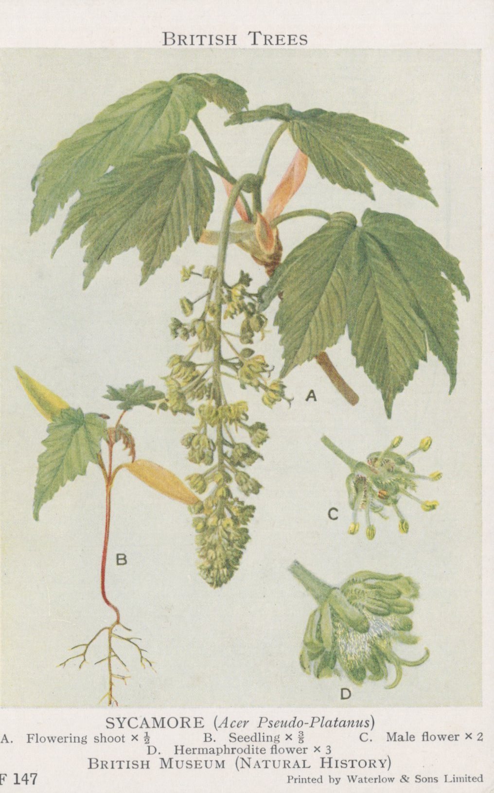 British Museum Postcard - British Trees, Sycamore Tree SW20731
