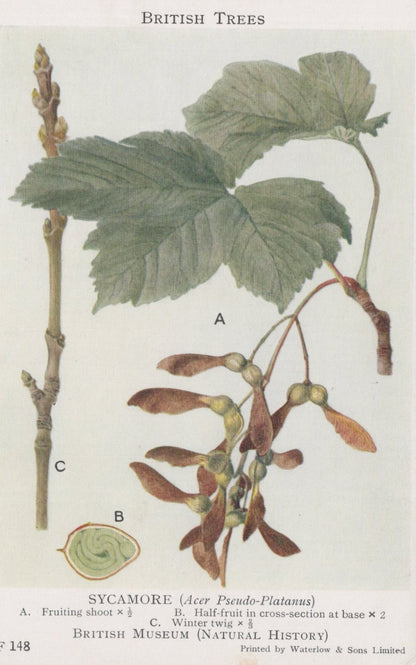 British Museum Postcard - British Trees, Sycamore Tree SW20732