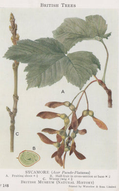 British Museum Postcard - British Trees, Sycamore Tree SW20732