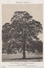 Load image into Gallery viewer, Black and white illustration of a sycamore tree with text about British trees.
