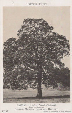 Black and white illustration of a sycamore tree with text about British trees.