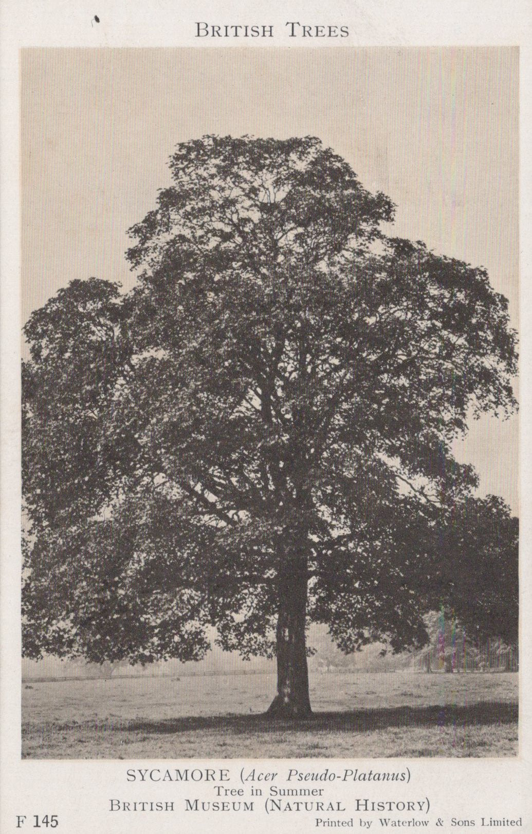Black and white illustration of a sycamore tree with text about British trees.