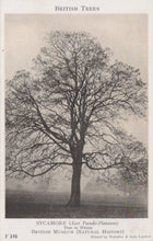 Load image into Gallery viewer, Black and white illustration of a sycamore tree with text about British trees.
