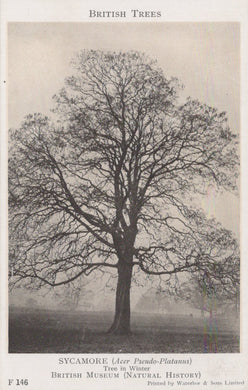 Black and white illustration of a sycamore tree with text about British trees.