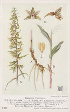 Load image into Gallery viewer, Illustration of British orchids, specifically the purple-washed helleborine, with labeled parts.
