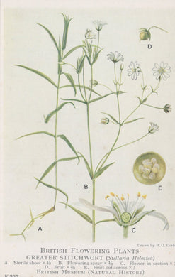 Illustration of Greater Stitchwort plant with labeled parts on a white background