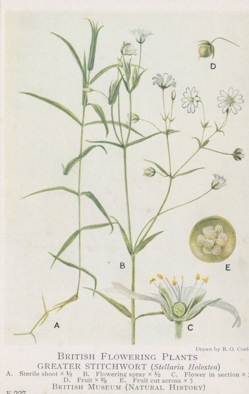 Illustration of Greater Stitchwort plant with labeled parts on a white background