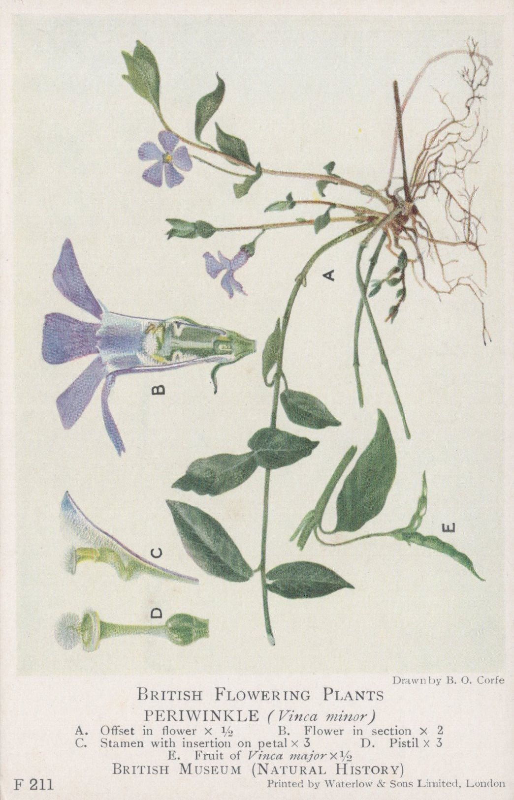 Illustration of a periwinkle plant with labeled parts on a white background
