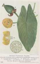 Load image into Gallery viewer, Illustration of a yellow water-lily or brandy bottles plant with labeled parts.
