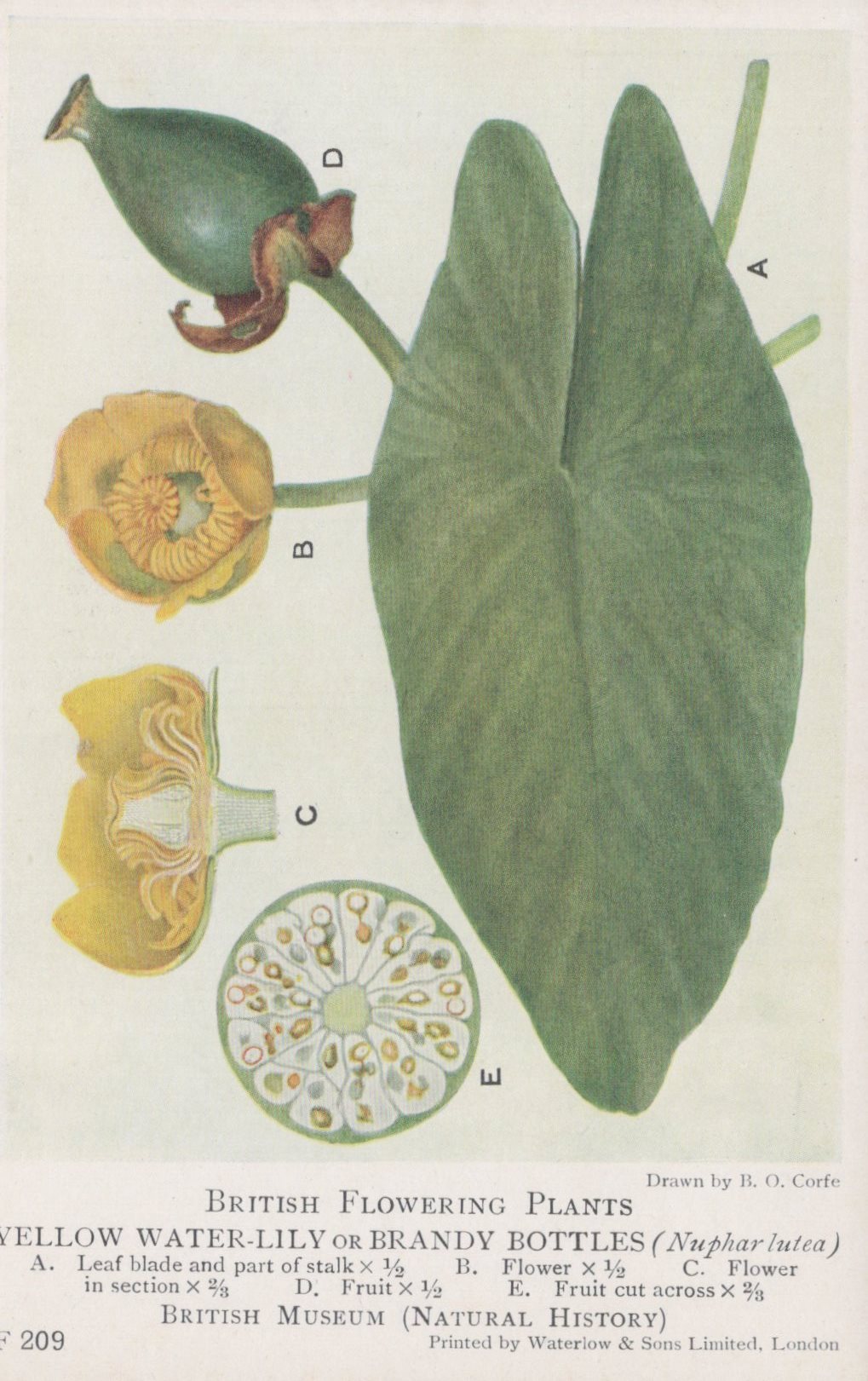Illustration of a yellow water-lily or brandy bottles plant with labeled parts.