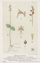 Load image into Gallery viewer, Illustration of British orchids, specifically the Little Twayblade, with labeled parts on a light background.
