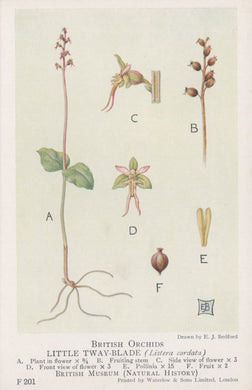 Illustration of British orchids, specifically the Little Twayblade, with labeled parts on a light background.