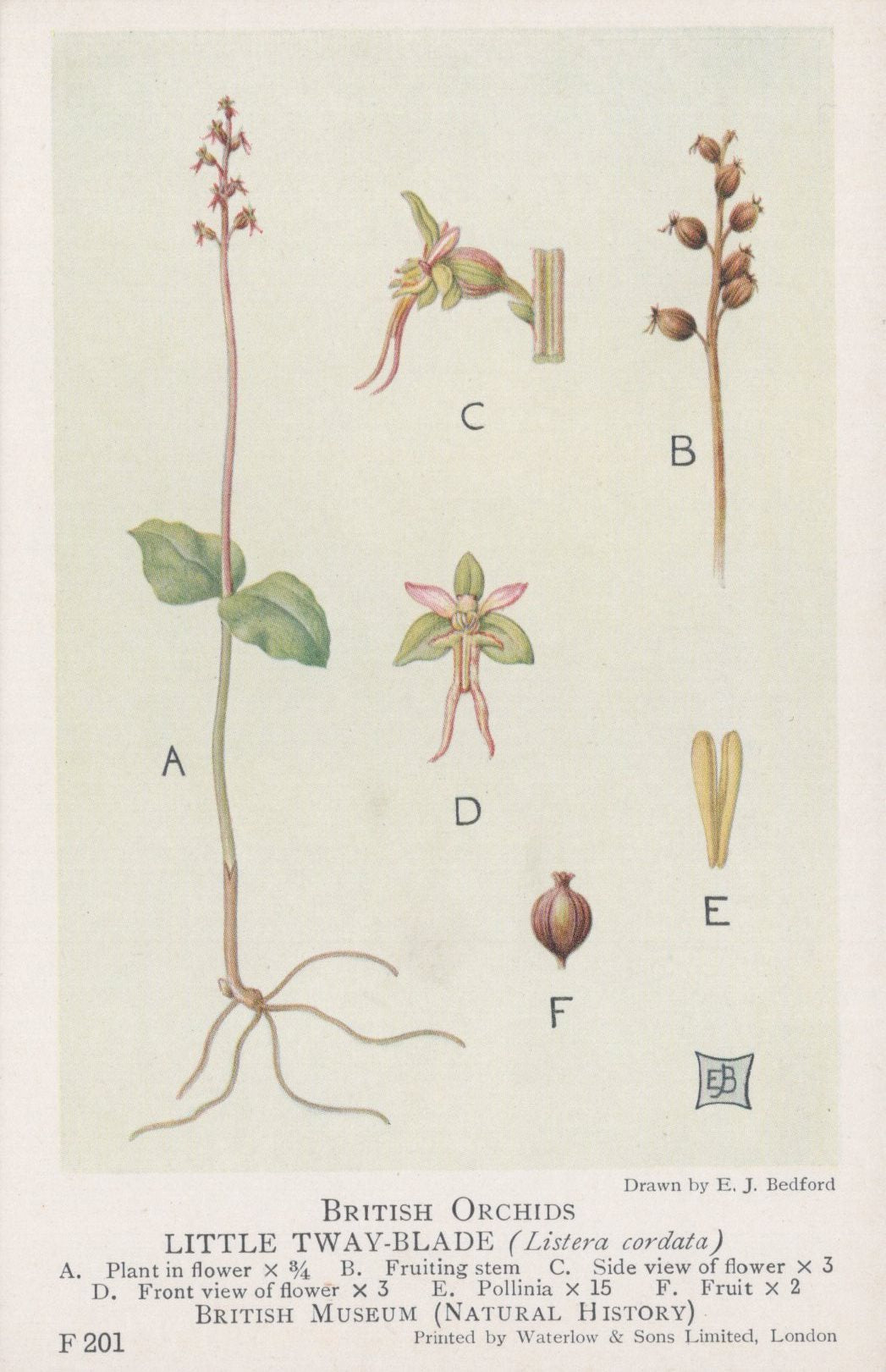 Illustration of British orchids, specifically the Little Twayblade, with labeled parts on a light background.