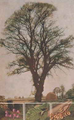 Illustration of a large tree with detailed close-ups of leaves and flowers on a textured paper background.