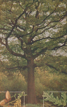 Load image into Gallery viewer, Large tree with a fence and bench in the foreground
