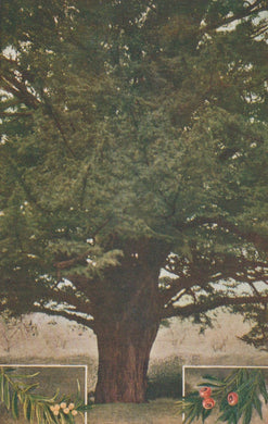 Large tree with a detailed foreground and background