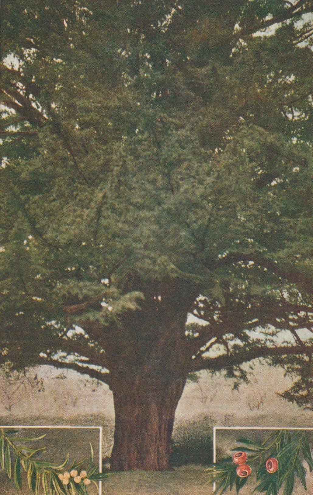 Large tree with a detailed foreground and background