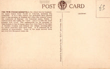 Load image into Gallery viewer, Vintage postcard with text about the yew tree and a logo at the top.
