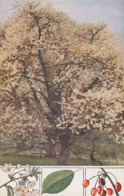 Illustration of a cherry blossom tree with detailed leaves and berries at the bottom.