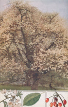 Load image into Gallery viewer, Illustration of a cherry blossom tree with detailed leaves and berries at the bottom.
