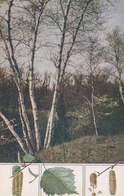 Illustration of birch trees with detailed botanical elements at the bottom.