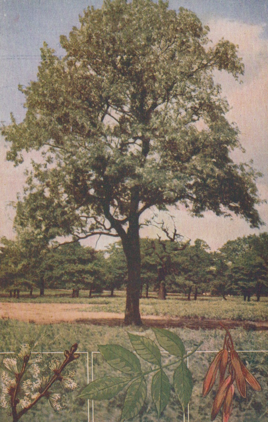 Tree with detailed botanical illustration of leaves and flowers