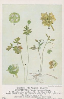 Illustration of British flowering plants, specifically Moschatel (Ibidena moschatellina), on a light background.