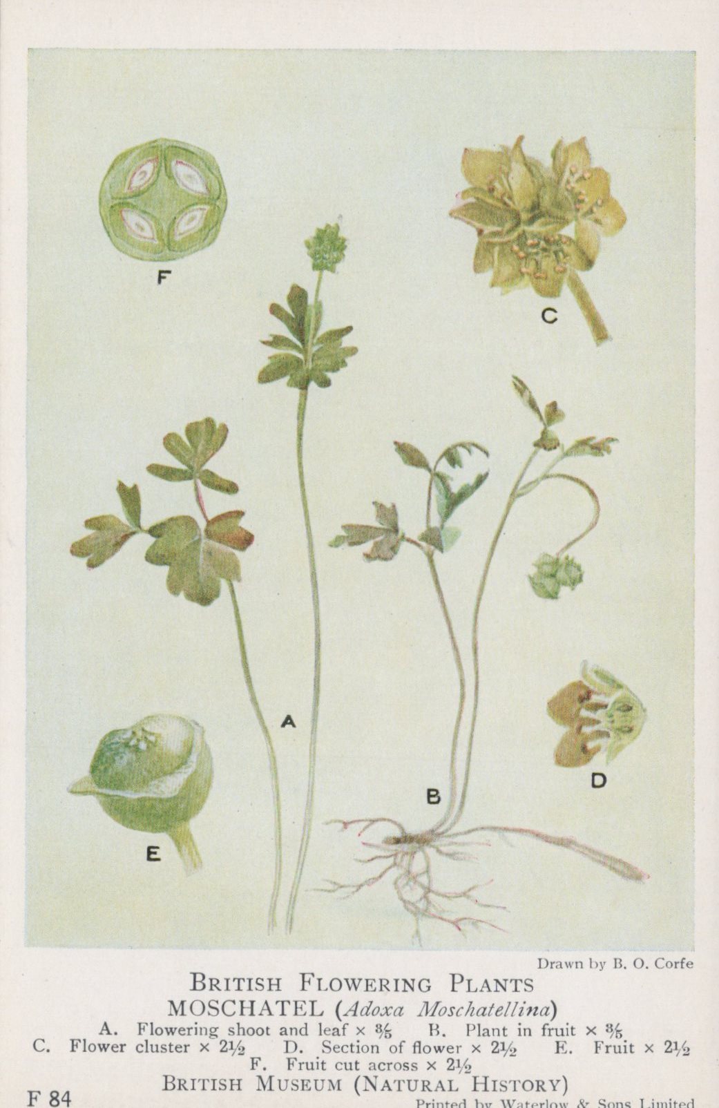 Illustration of British flowering plants, specifically Moschatel (Ibidena moschatellina), on a light background.