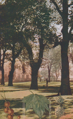 Park scene with trees and a building in the background