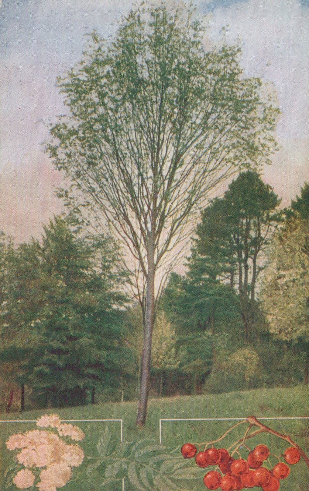Tree in a park with flowers and berries at the bottom corners