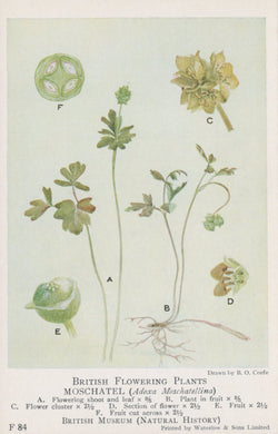Illustration of a plant with labeled parts on a light green background