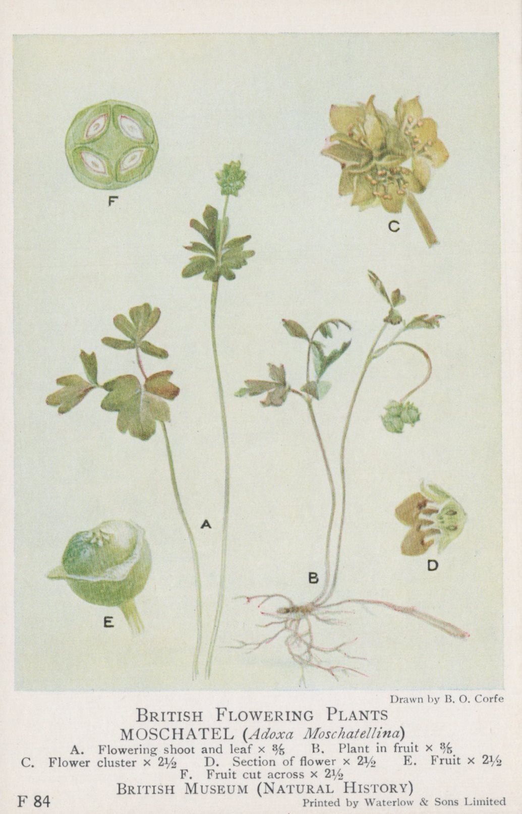 Illustration of a plant with labeled parts on a light green background