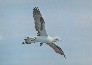 Bird in flight with a clear blue sky background