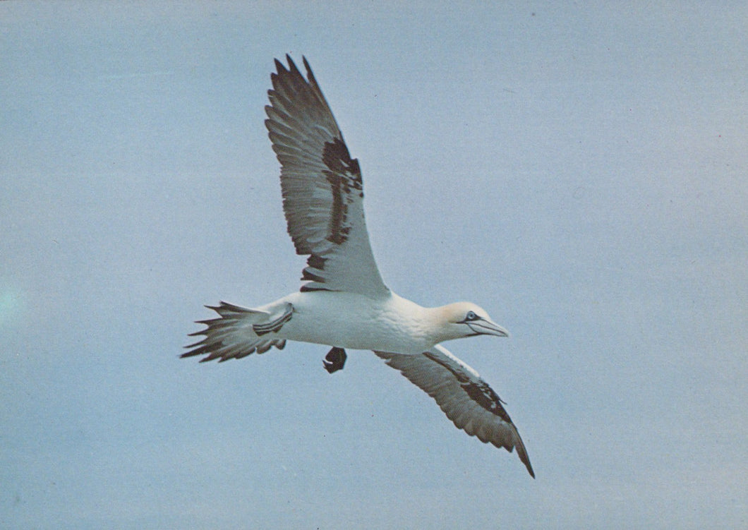 Bird in flight with a clear blue sky background