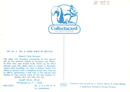 Collectacard for sea and shore birds of Britain with Collectacard logo on a white background